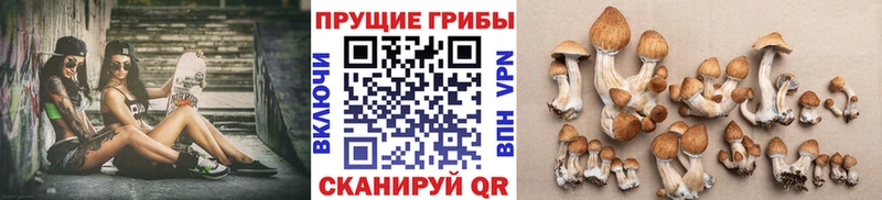Псилоцибиновые грибы Psilocybine cubensis Грайворон